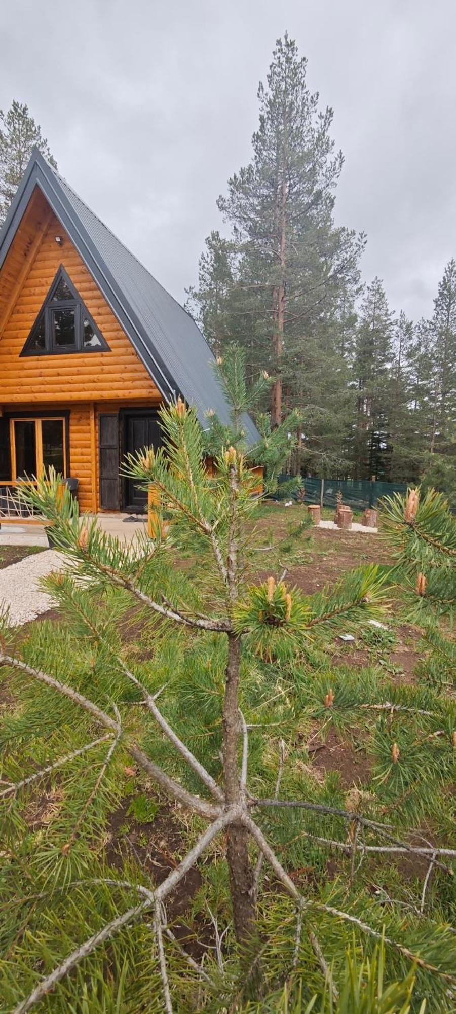 Pine Forest-White Zabljak  Bagian luar foto